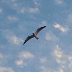 Meet your Posher, Nelson